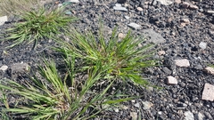 Cleistogenes squarrosa