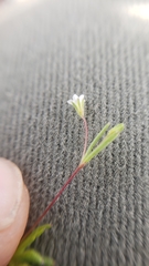 Linanthus harknessii