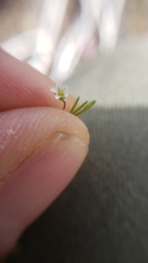 Linanthus harknessii