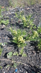 Vincetoxicum sibiricum