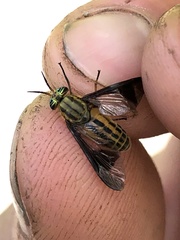 Chrysops vittatus