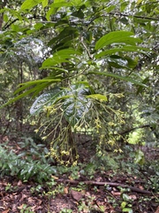 Clerodendrum laevifolium