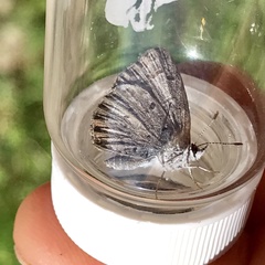 Celastrina lucia