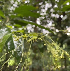 Clerodendrum laevifolium