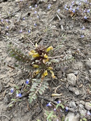 Pedicularis semibarbata