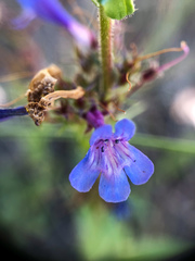 Penstemon pruinosus