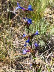 Penstemon pruinosus