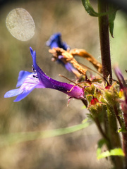 Penstemon pruinosus