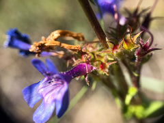 Penstemon pruinosus