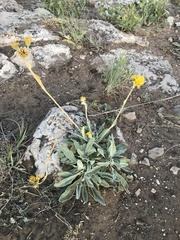 Hymenopappus flavescens