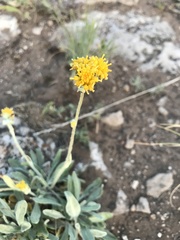 Hymenopappus flavescens