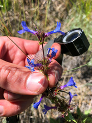 Penstemon pruinosus