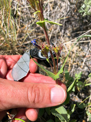 Penstemon pruinosus