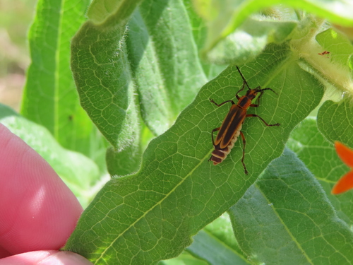 Photo of Margined Leatherwing Beetle (Chauliognathus marginatus)