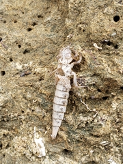 Stylurus spiniceps