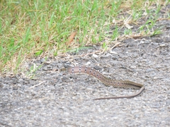 Coelognathus helena