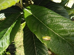 Hyla walkeri