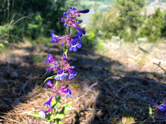 Penstemon pruinosus
