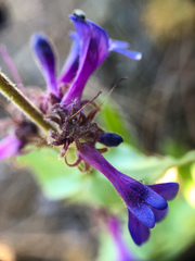 Penstemon pruinosus