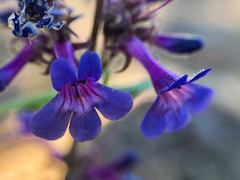 Penstemon pruinosus