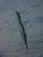 Centriscidae