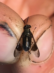 Chrysops univittatus