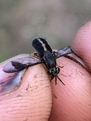 Chrysops univittatus