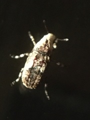 Euparius