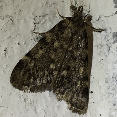 Aglossa pinguinalis