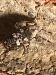 Euparius