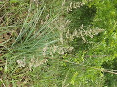 Poa arachnifera