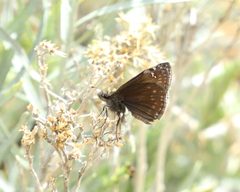 Erynnis afranius