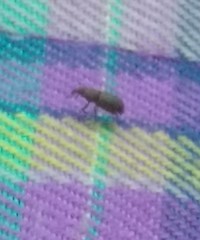 Dryophthorus americanus