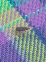 Dryophthorus americanus