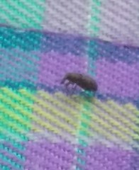 Dryophthorus americanus