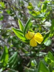 Goodenia amplexans