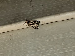Apantesis phalerata