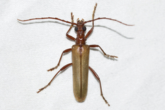 Centrodera decolorata