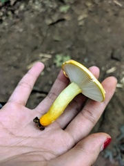 Russula flavida