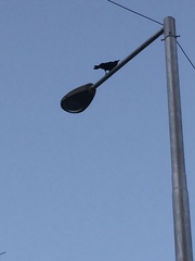 Corvus macrorhynchos culminatus