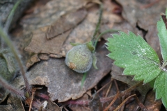Viola epipsiloides