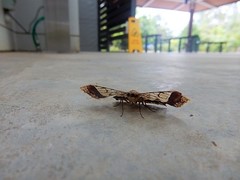 Krananda semihyalina