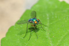 Chrysosoma globiferum