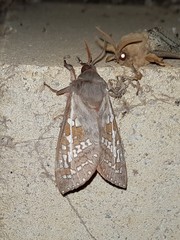 Oxycanus waterhousei