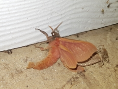 Oxycanus waterhousei