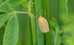 Clepsis clemensiana