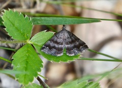 Phalaenostola larentioides