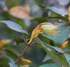Actinodaphne hookeri