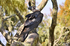 Corvus crassirostris
