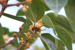 Actinodaphne hookeri